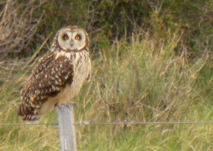 Short-eared Owl - ML22324091