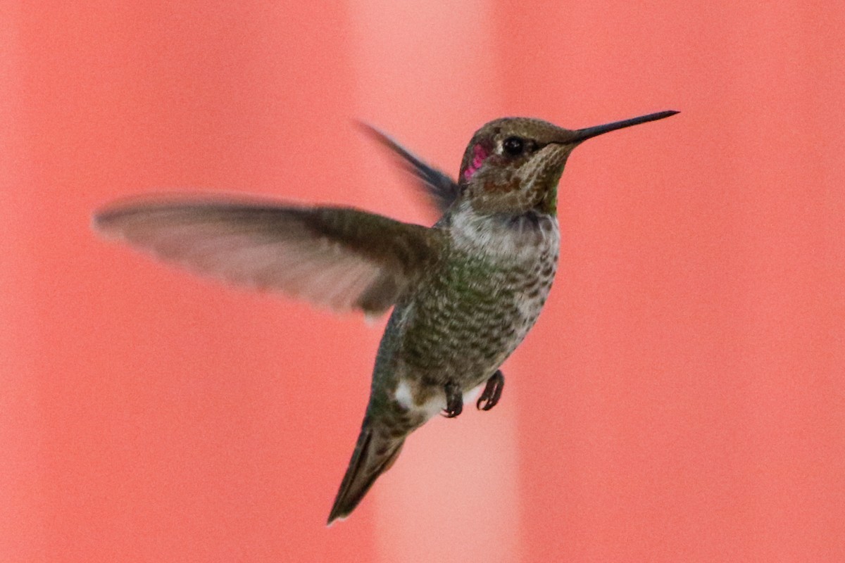 Anna's Hummingbird - ML223241021