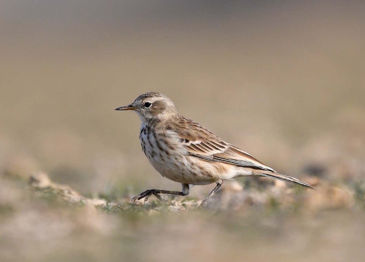 Water Pipit - ML223241241