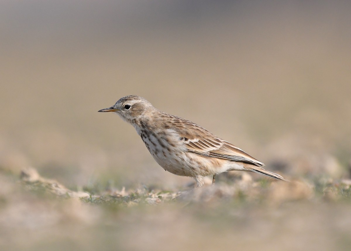 Water Pipit - ML223241261