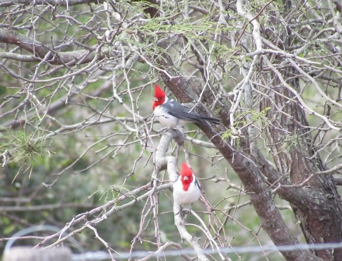Red-crested Cardinal - cynthia arenas