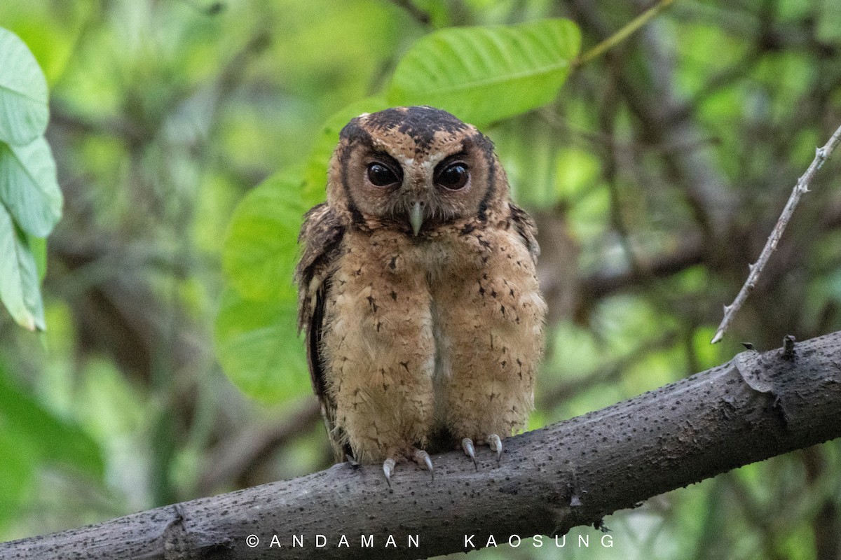 Sunda Scops-Owl - ML223244091
