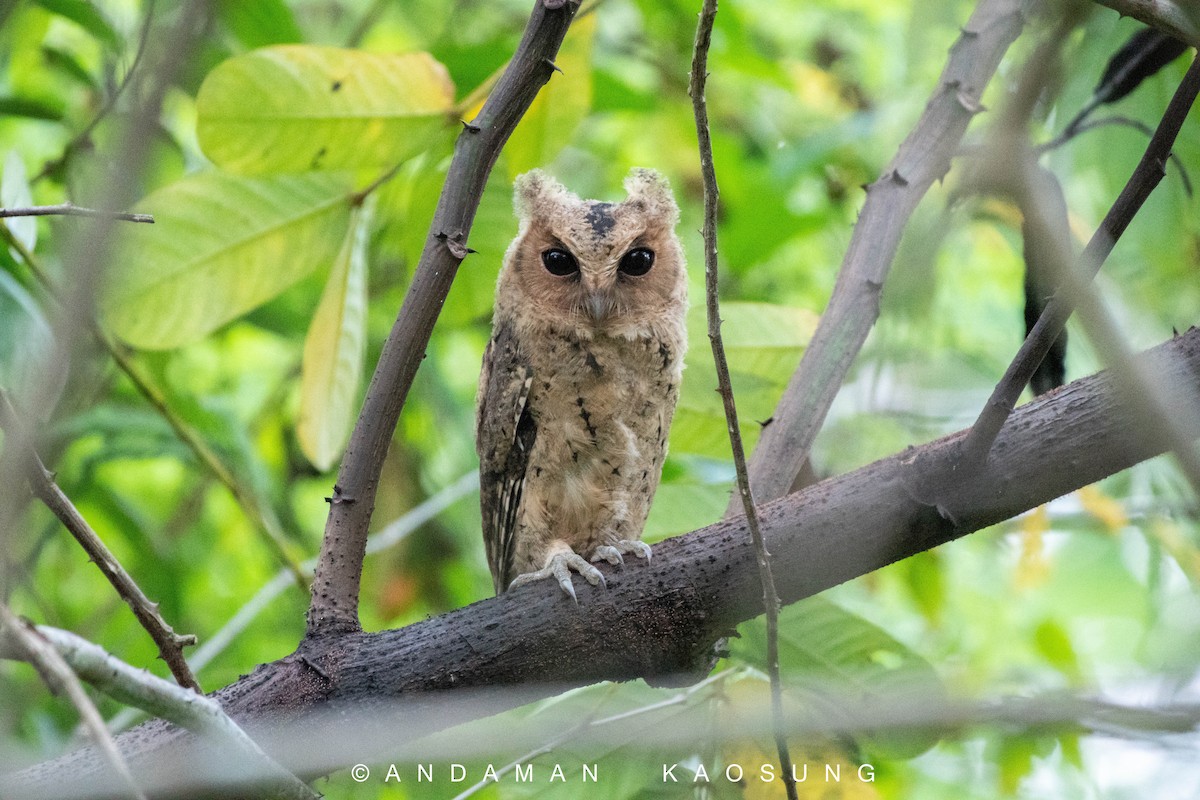 Sunda Scops-Owl - ML223244121