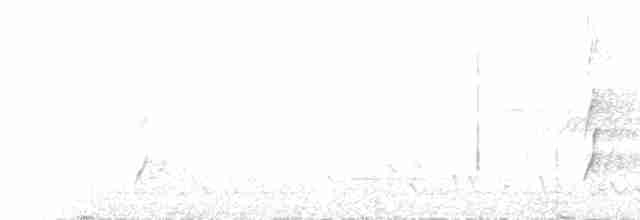 Weißstirn-Schwatzvogel - ML223254