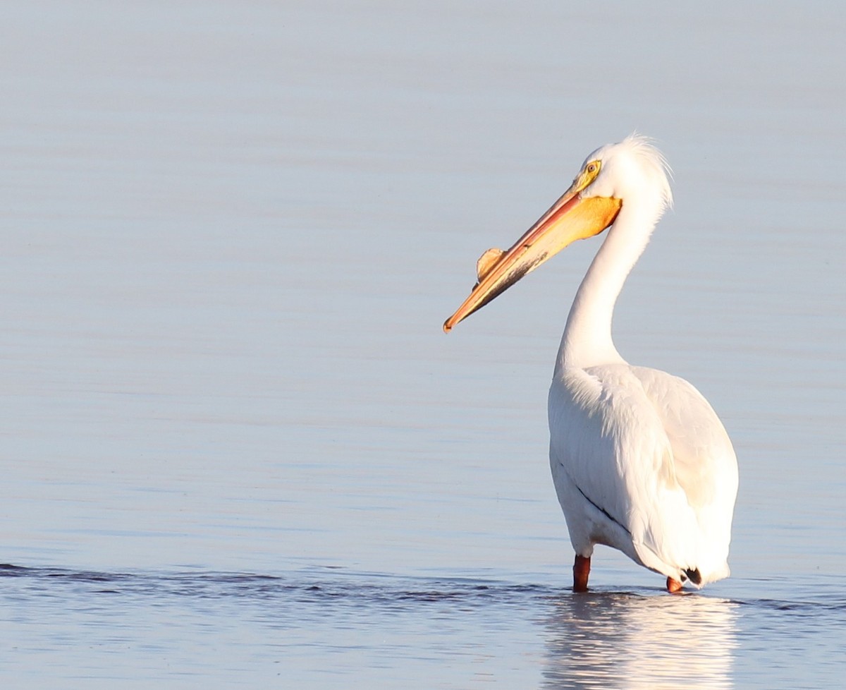American White Pelican - Lawrence Gardella