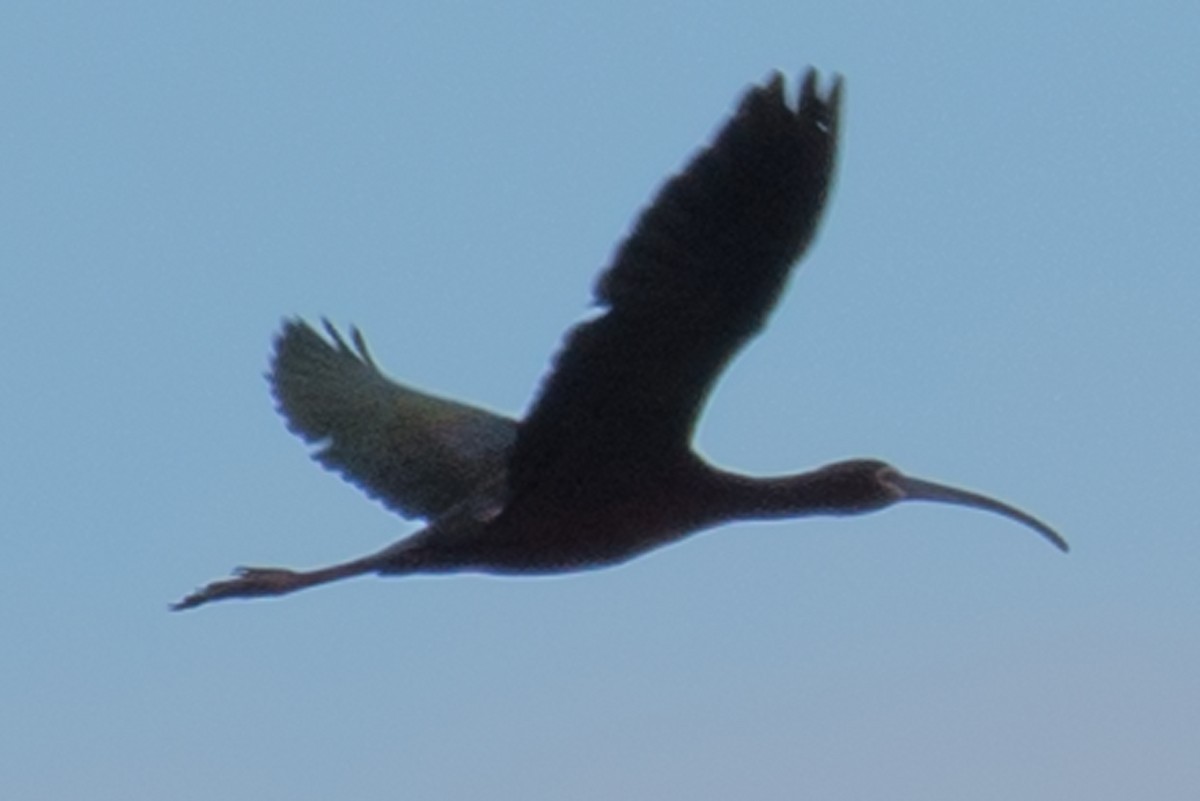 ibis americký - ML223256491