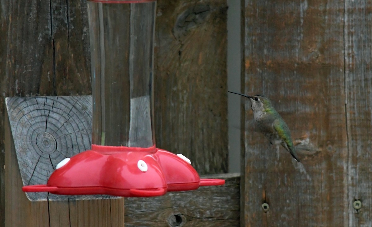 Anna's Hummingbird - ML223256921