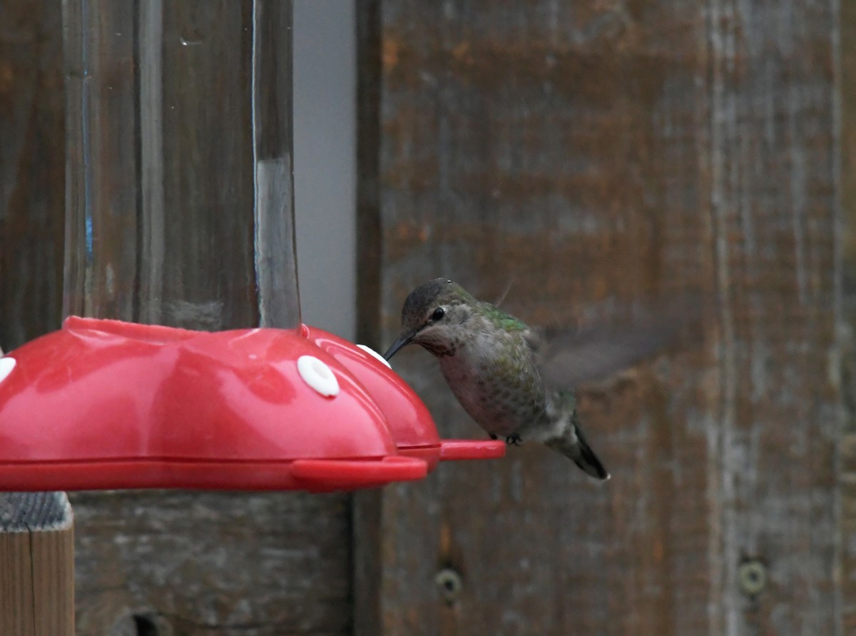 Anna's Hummingbird - Joshua Vandermeulen