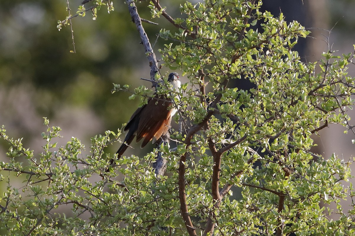 White-browed Coucal - ML223257001
