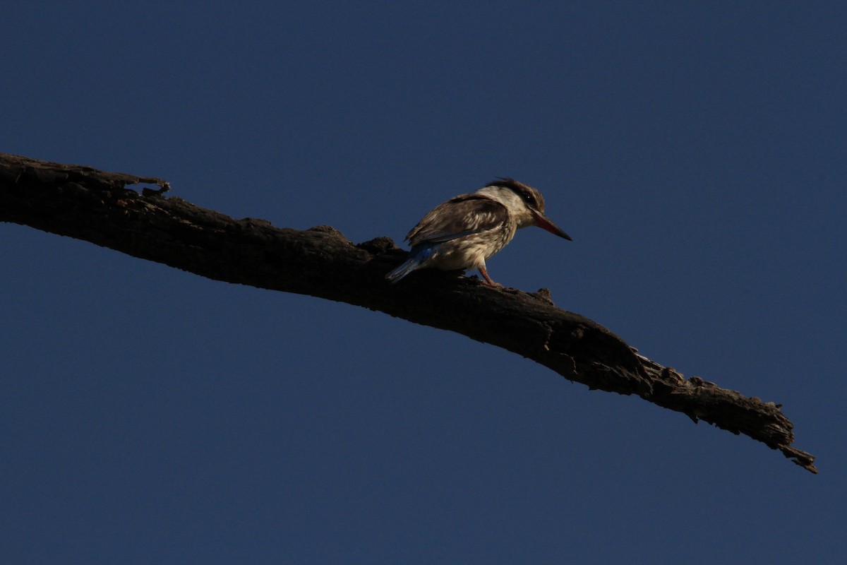 Striped Kingfisher - Jeffery Sole