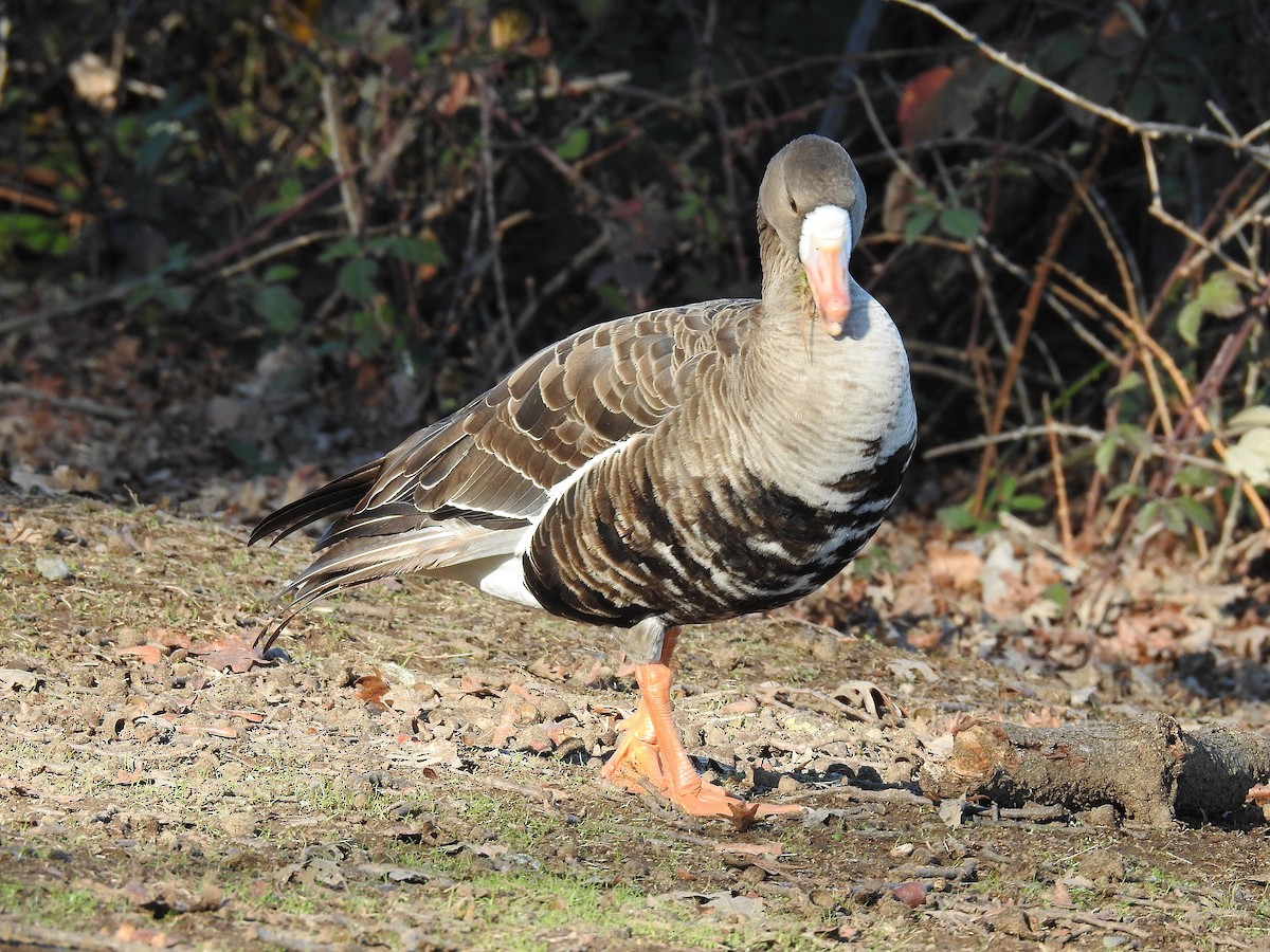 Greater White-fronted Goose - ML22325851