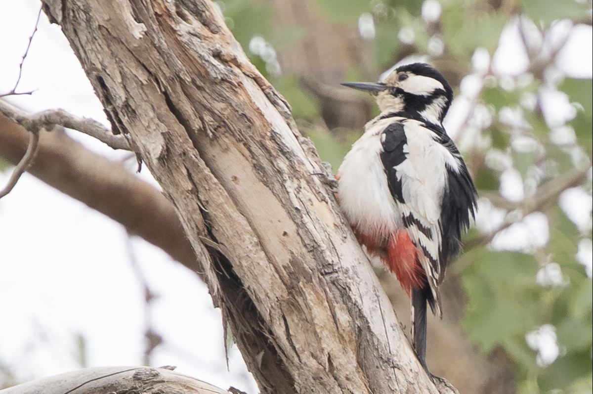 White-winged Woodpecker - ML223259941