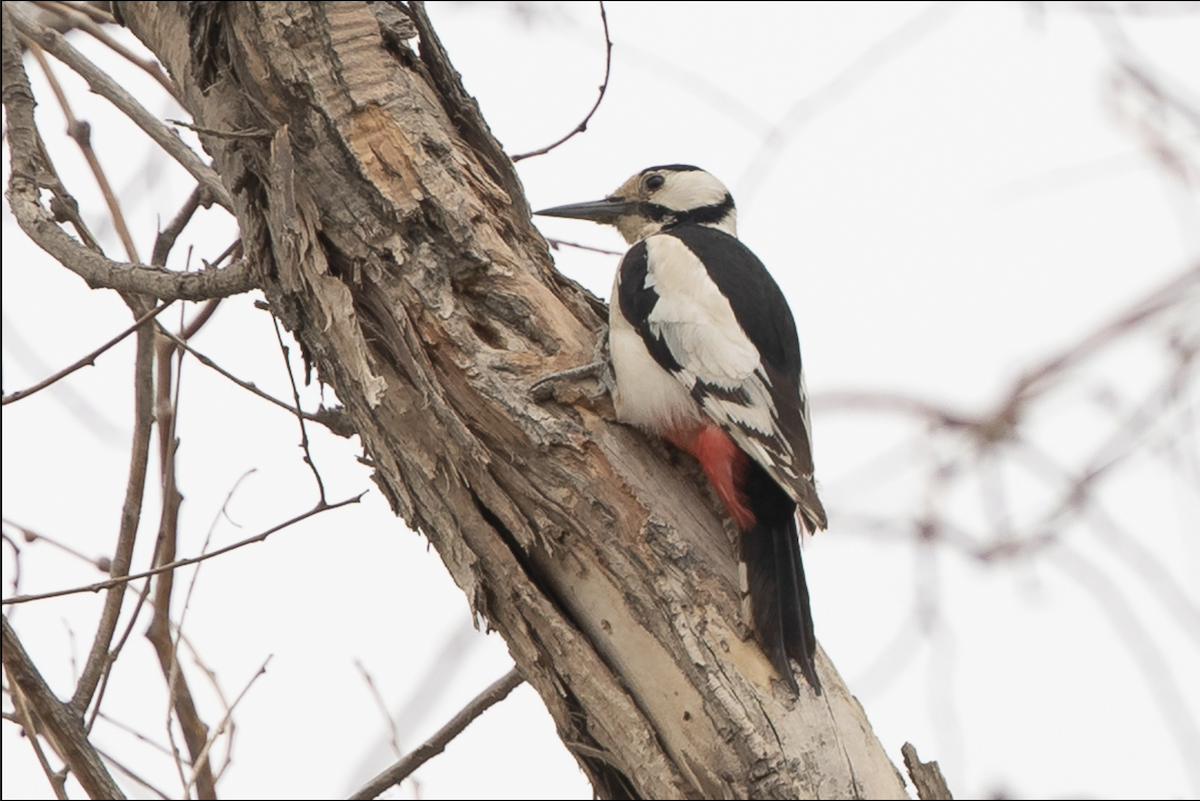 White-winged Woodpecker - ML223259951