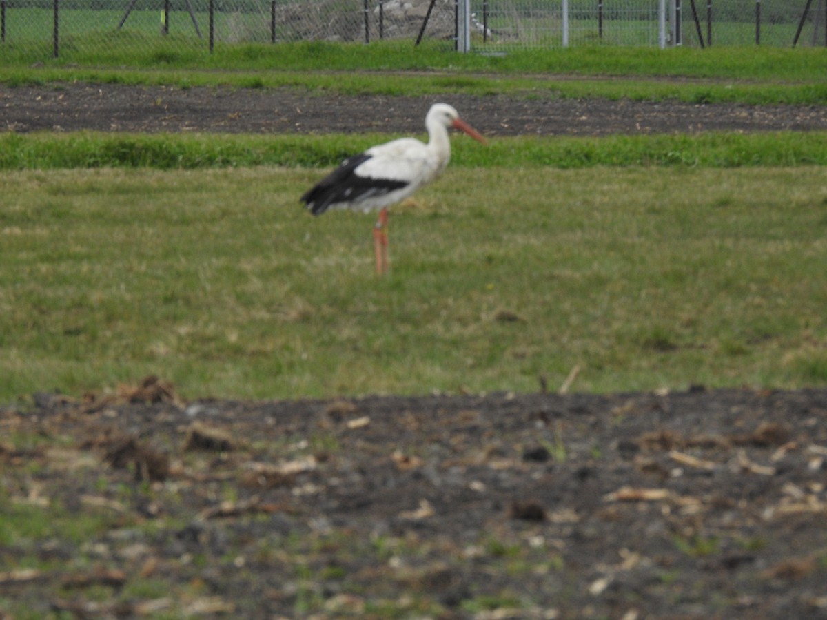 White Stork - Sławomir Karpicki