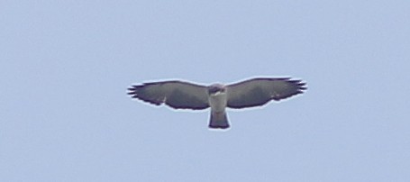 Short-tailed Hawk - Jorge Montejo