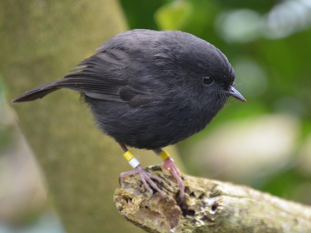 Photos - Black Robin - Petroica traversi - Birds of the World