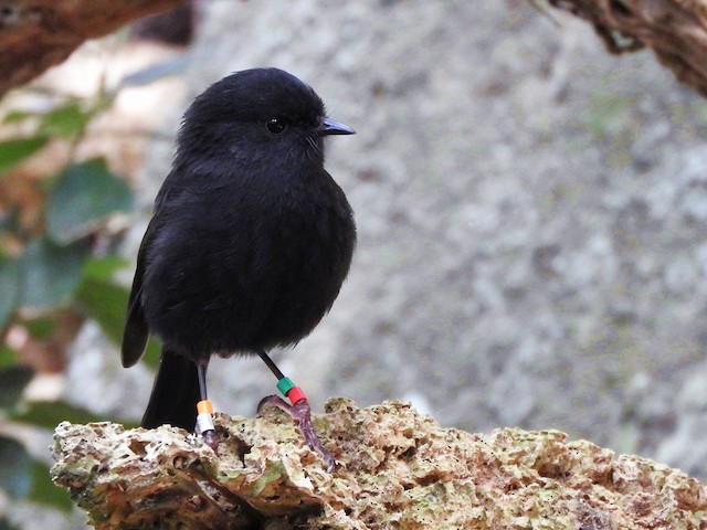 Photos - Black Robin - Petroica traversi - Birds of the World