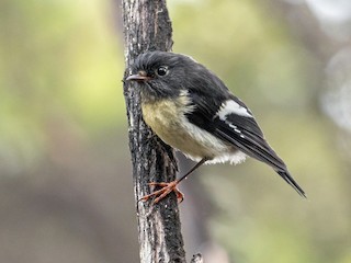 Immature male (New Zealand) - Louis Bevier - ML223267881