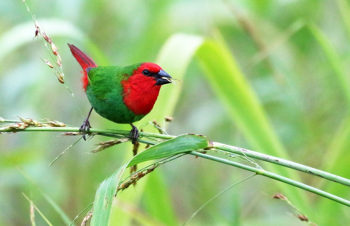 Red-throated Parrotfinch - ML22326921
