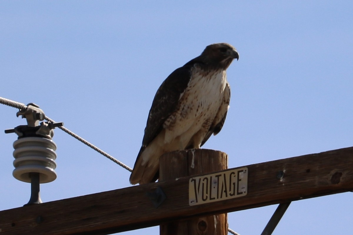 Red-tailed Hawk - ML223269831