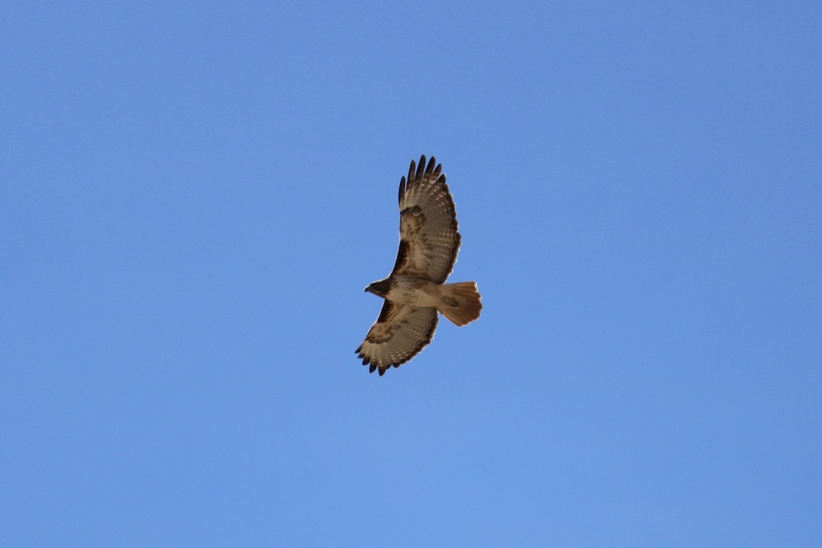 Red-tailed Hawk - ML223269841