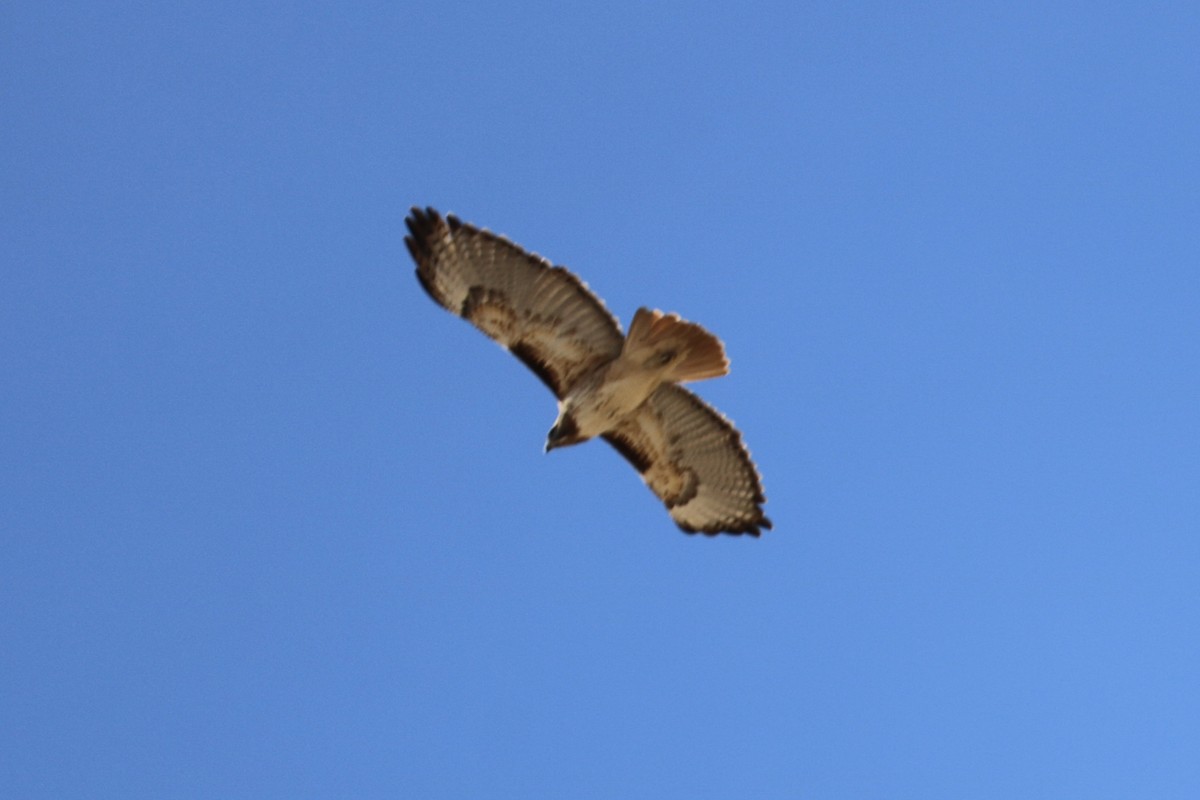 Red-tailed Hawk - ML223269851