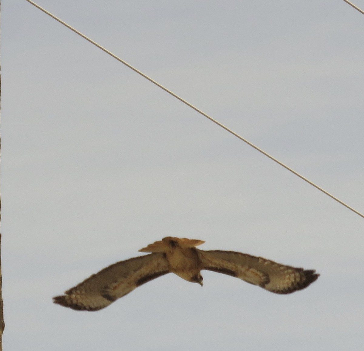 Red-tailed Hawk - ML223269861