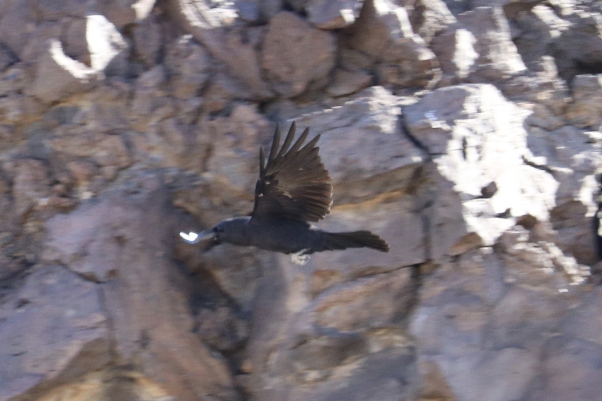 Common Raven - ML223270341