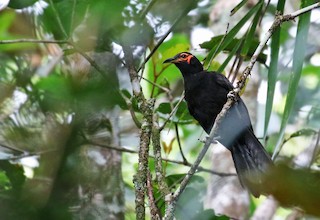  - Crow Honeyeater