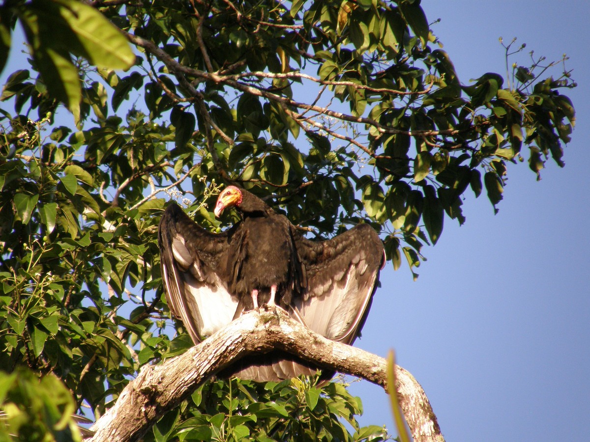 Greater Yellow-headed Vulture - ML223273731