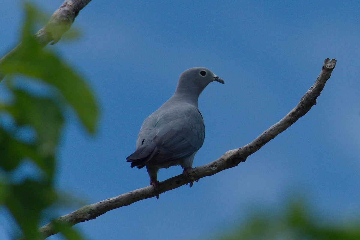 Island Imperial-Pigeon - Keith Cowton