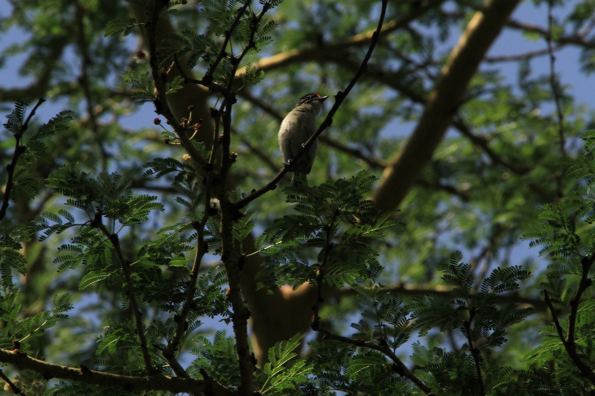 Red-fronted Tinkerbird - Jeffery Sole