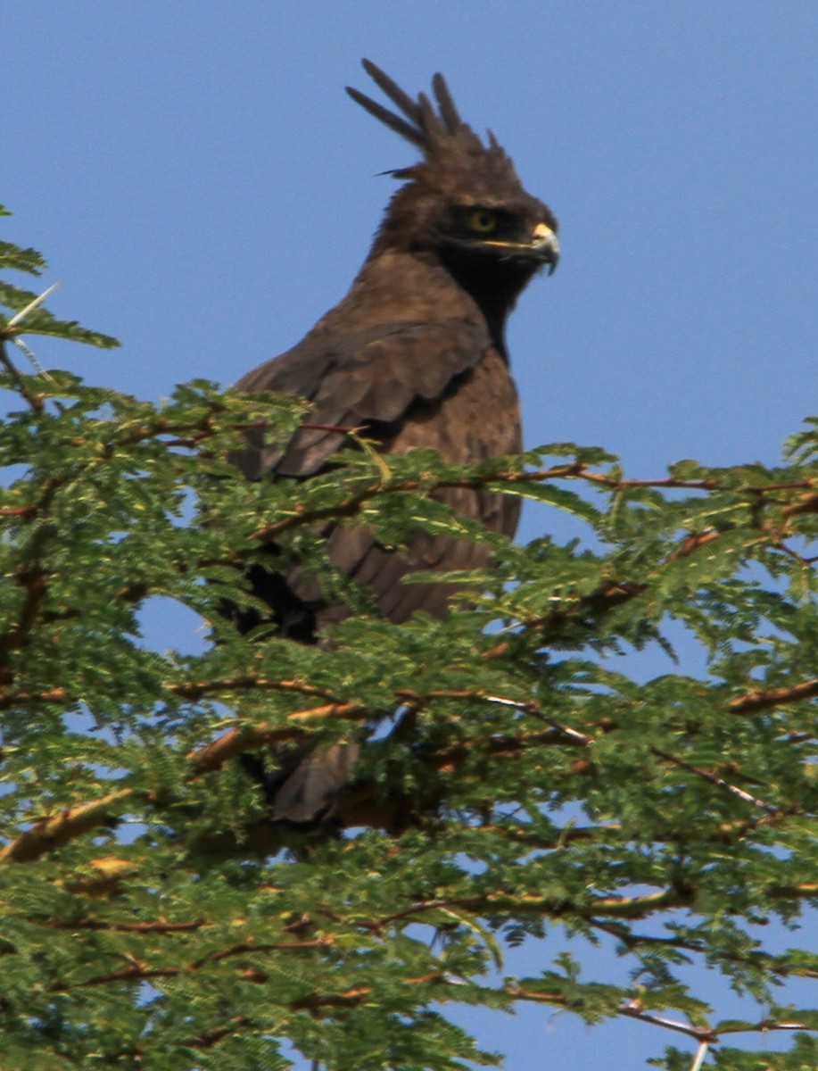 Long-crested Eagle - Jeffery Sole