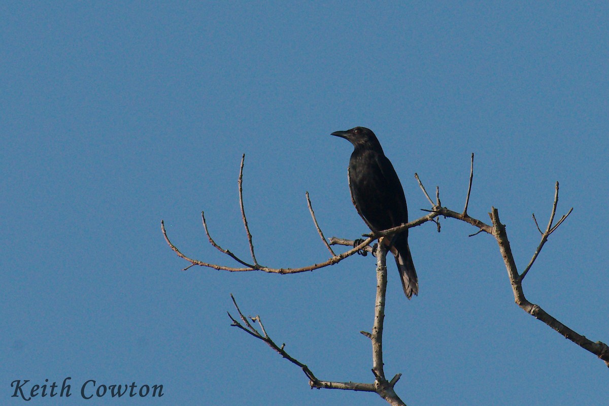 Brown-winged Starling - ML223275971