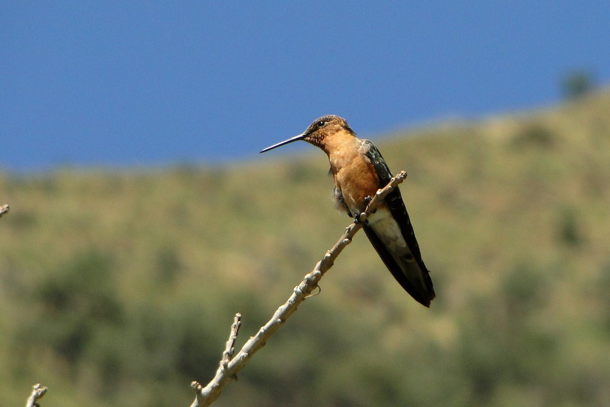 Giant Hummingbird - Carlos Otávio Gussoni