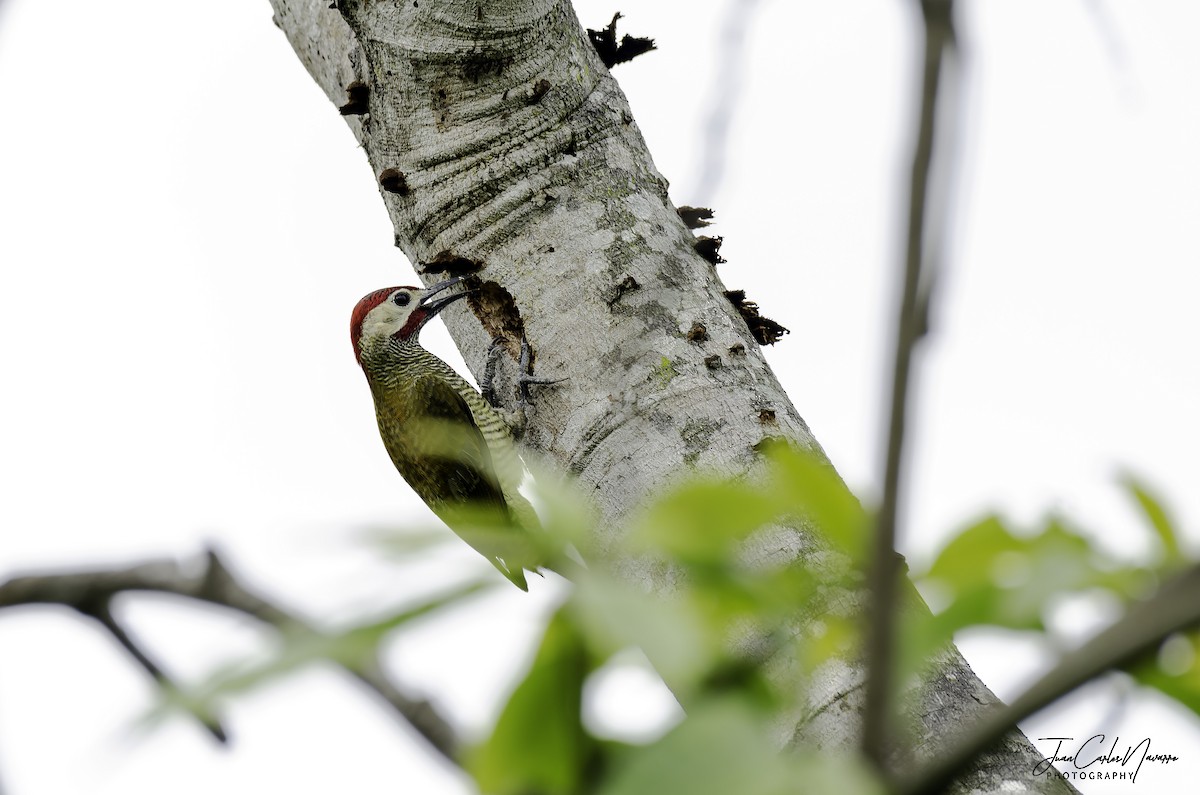 Golden-olive Woodpecker - ML223278331