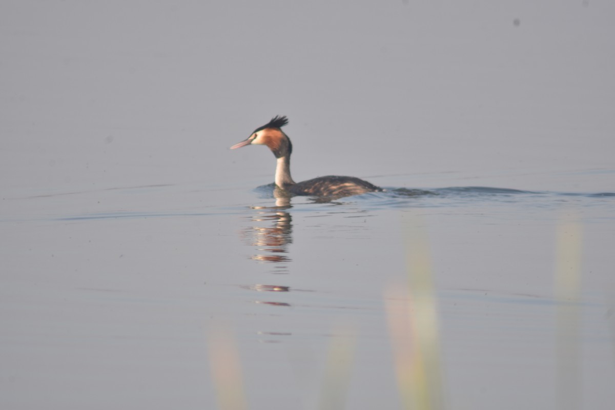 Great Crested Grebe - ML223279771