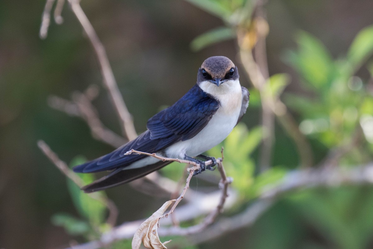 Wire-tailed Swallow - Josh Engel