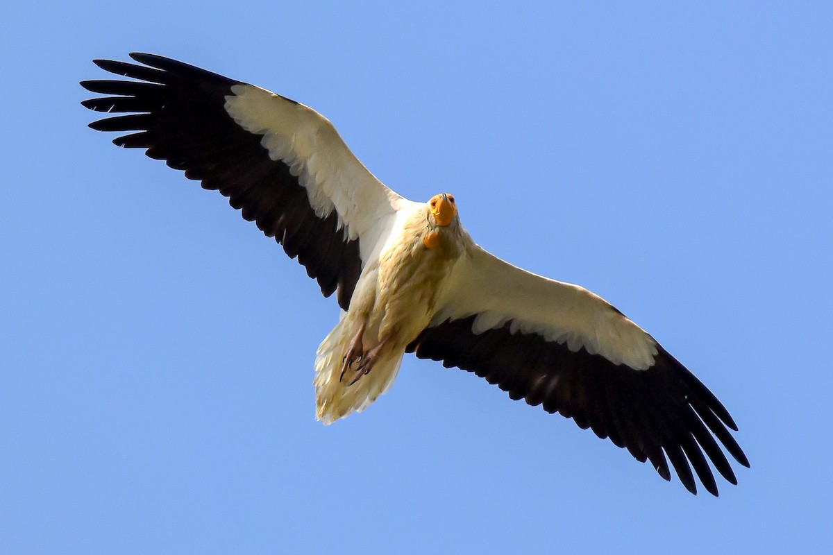 Egyptian Vulture - ML223286141