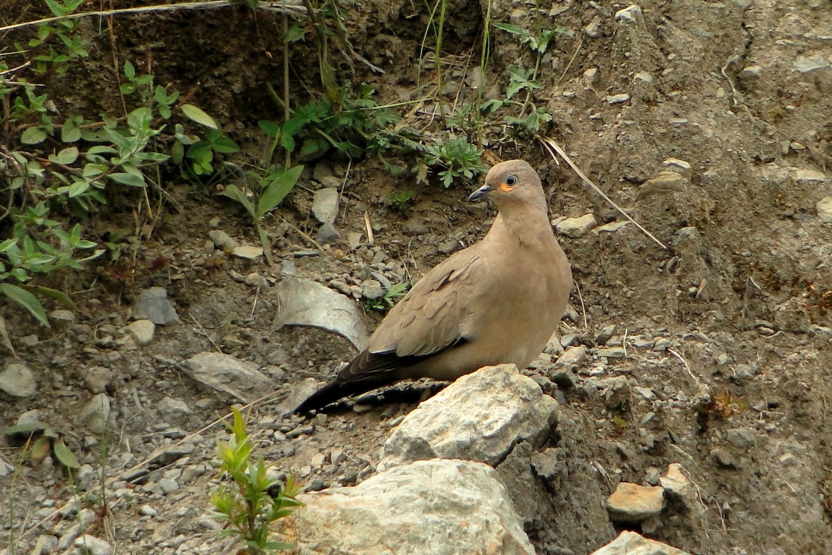 Black-winged Ground Dove - ML22328801