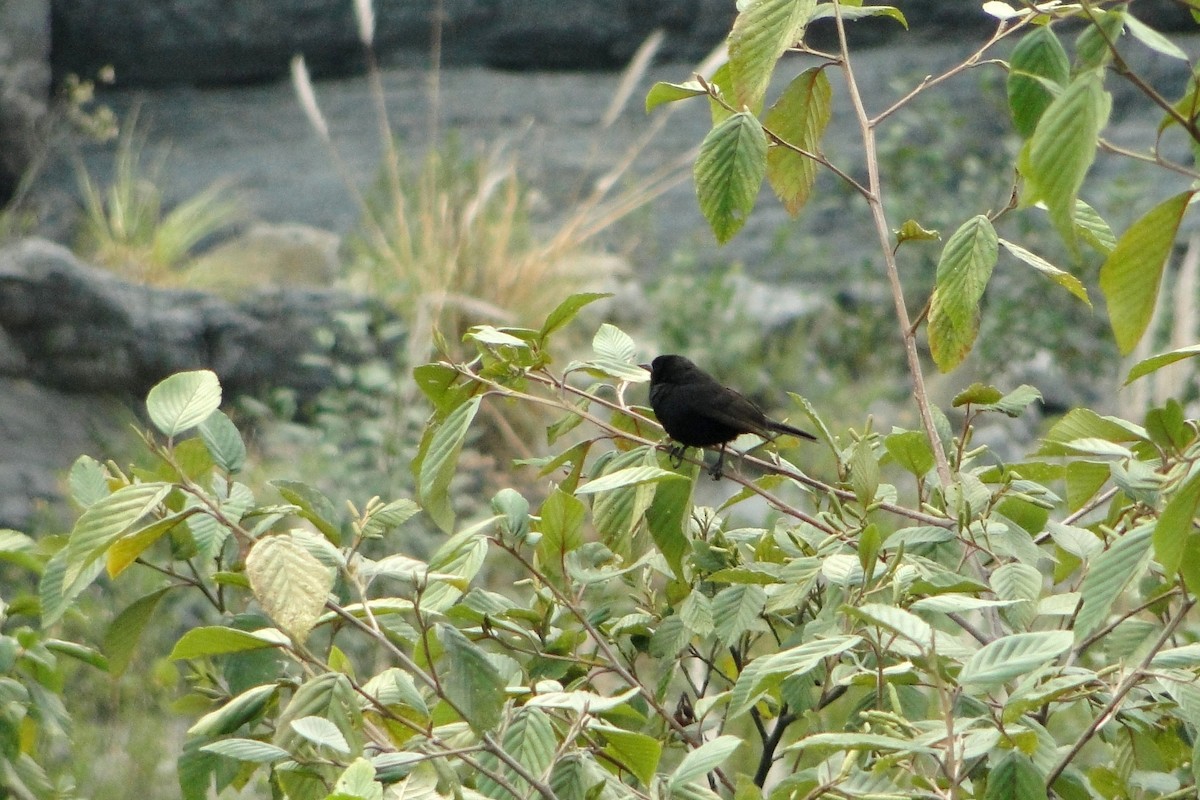 Bolivian Blackbird - ML22328841