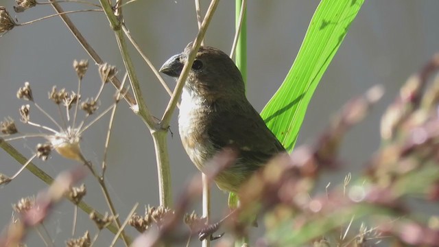 Rusty-collared Seedeater - ML223289511