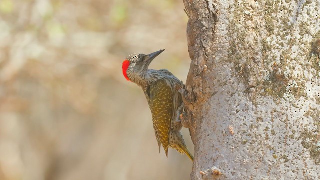 Golden-tailed Woodpecker - ML223290201
