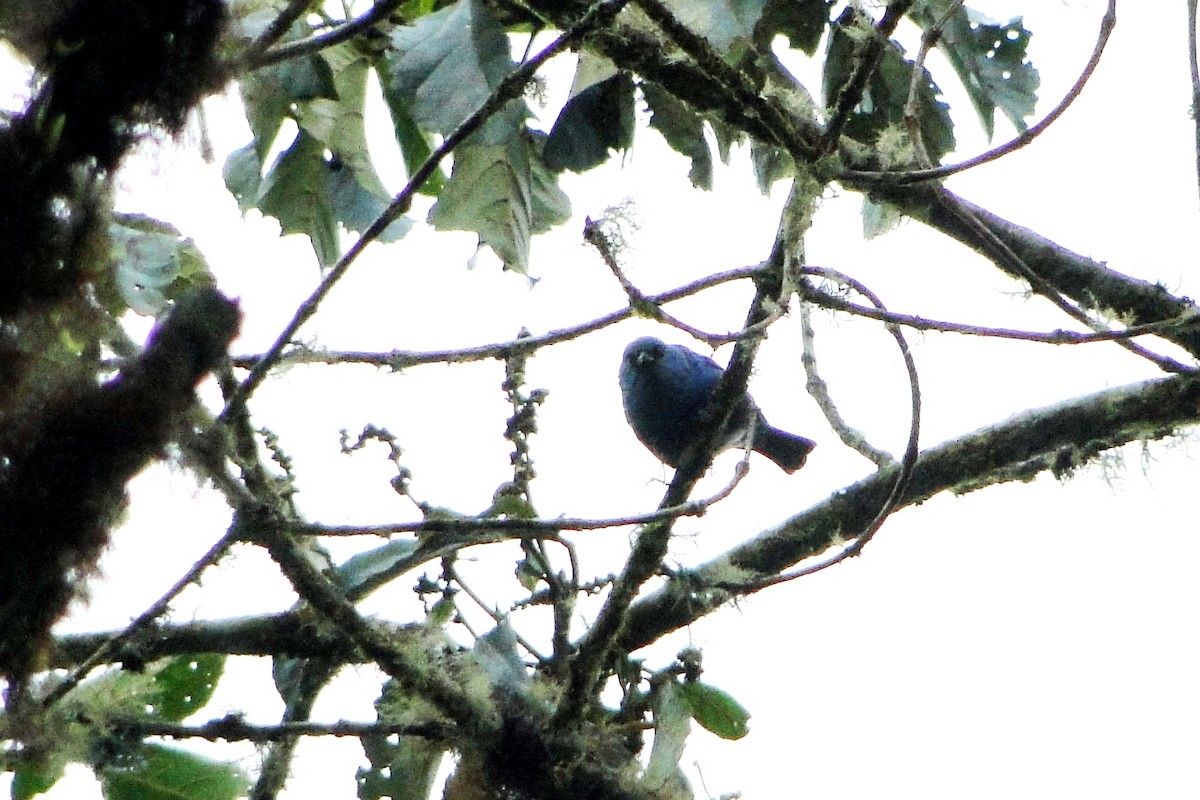 Blue-and-black Tanager - ML22329281