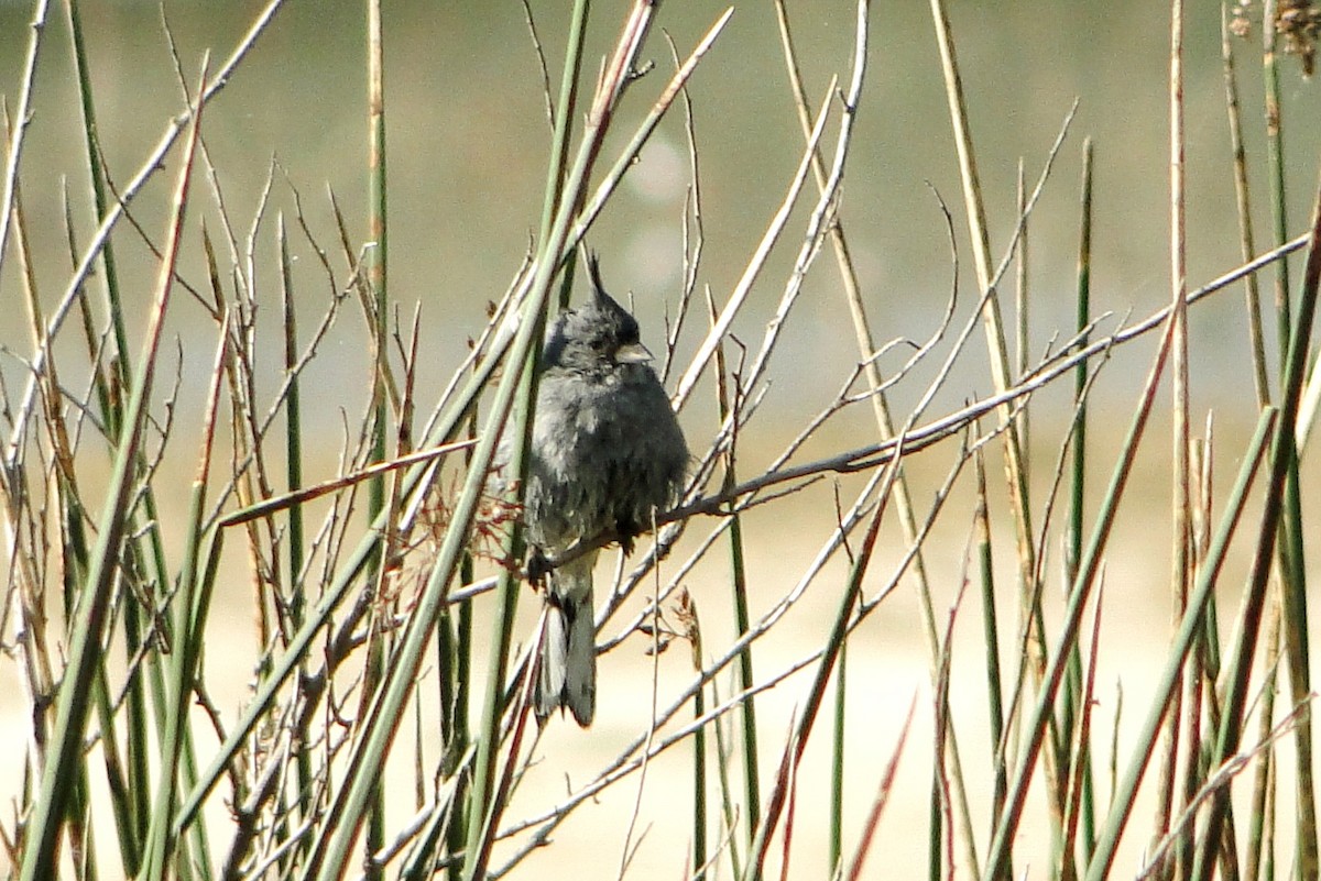 Gray-crested Finch - Carlos Otávio Gussoni