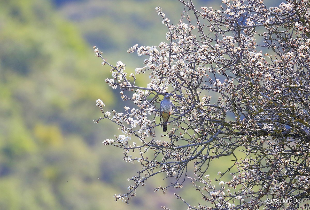 Common Cuckoo - Fanis Theofanopoulos (ASalafa Deri)