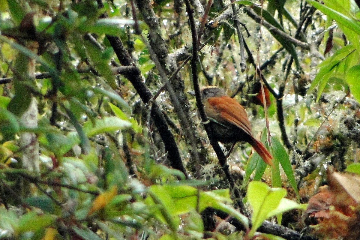 Light-crowned Spinetail - ML22329741