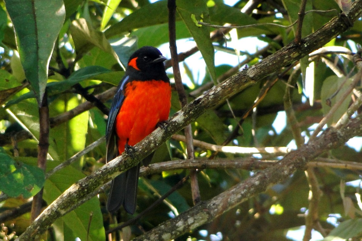 Scarlet-bellied Mountain Tanager - ML22329761