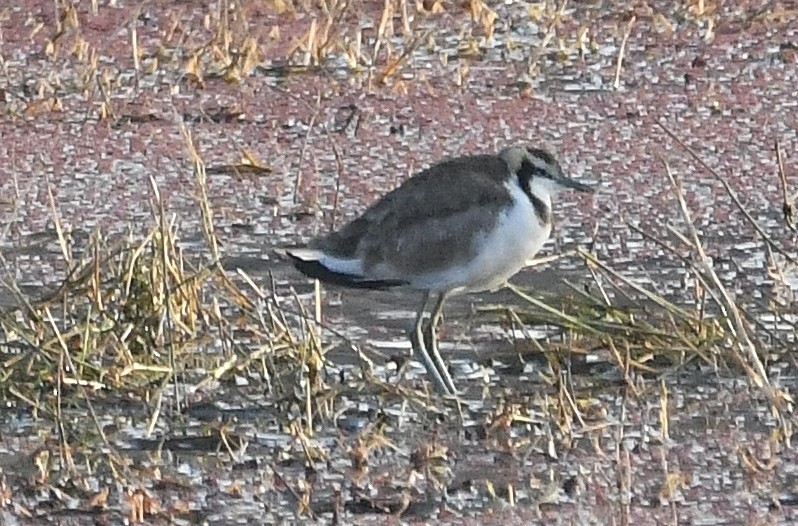 Pheasant-tailed Jacana - Cathryn Dippo