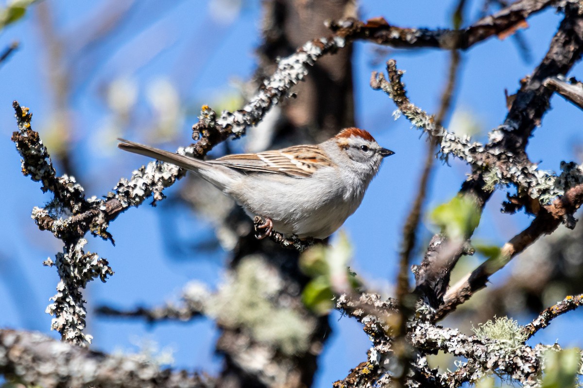 Chipping Sparrow - Mark Byrne
